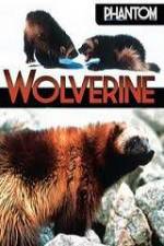 Watch National Geographic Phantom Wolverine Vidbull