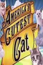 Watch America's Cutest Cat Vidbull