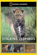 Watch National Geographic: Stalking Leopards Vidbull