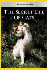 Watch National Geographic The Secret Life of Cats Vidbull
