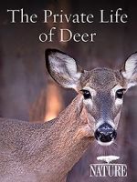 Watch The Private Life of Deer Vidbull