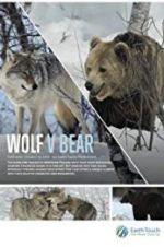 Watch Wolf vs Bear Vidbull