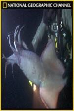 Watch National Geographic Hooked Squid Invasion Vidbull