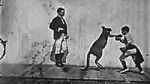 Watch The Boxing Kangaroo (Short 1896) Vidbull