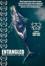 Watch Entangled: The Race to Save Right Whales from Extinction Vidbull