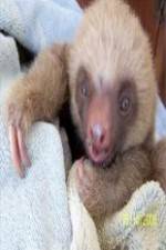 Watch Too Cute! Baby Sloths Vidbull