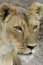 Watch Last Lioness: National Geographic Vidbull