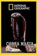 Watch National Geographic Cobra Mafia Vidbull
