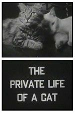Watch The Private Life of a Cat Vidbull