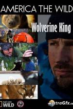 Watch National Geographic Wild America the Wild Wolverine King Vidbull