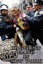 Watch NYPD: Biggest Gang in New York? Vidbull