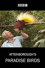 Watch Attenborough's Paradise Birds Vidbull