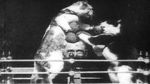 Watch The Boxing Cats (Prof. Welton\'s) Vidbull