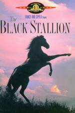 Watch The Black Stallion Vidbull