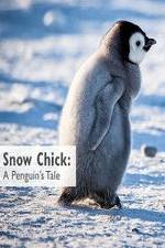 Watch Snow Chick: A Penguin's Tale Vidbull