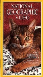Watch Cats: Caressing the Tiger Vidbull
