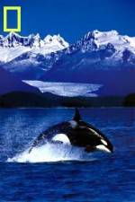 Watch National Geographic Killer Whales Of The Fjord Vidbull