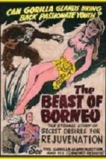 Watch The Beast of Borneo Vidbull
