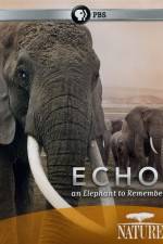 Watch Echo: An Elephant to Remember Vidbull