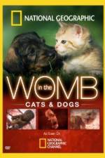 Watch National Geographic In The Womb  Cats Vidbull