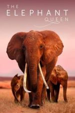 Watch The Elephant Queen Vidbull