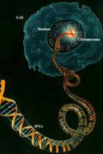 Watch Horizon: Miracle Cure? A Decade of the Human Genome Vidbull