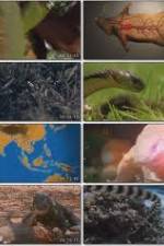 Watch National Geographic Wild : Deadliest Animals Asia Pacific Vidbull