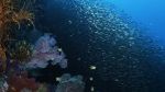 Watch Wild Window: Bejeweled Fishes Vidbull
