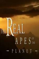 Watch The Real Apes of the Planet Vidbull