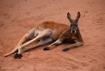 Watch Big Red: The Kangaroo King Vidbull