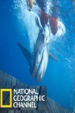 Watch National Geographic Shark Men Surfs Up Vidbull