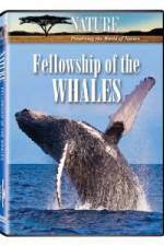 Watch Fellowship Of The Whales Vidbull
