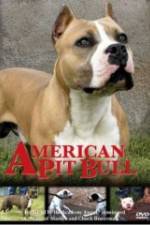 Watch American Pit Bull Vidbull