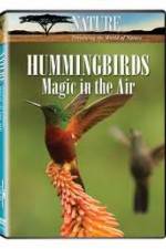Watch Hummingbirds Magic in the Air Vidbull