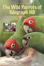 Watch The Wild Parrots of Telegraph Hill Vidbull