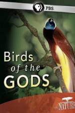 Watch Birds Of The Gods Vidbull