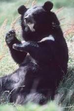 Watch National Geographic Wild : Black Bears Unleashed Vidbull
