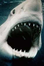 Watch Sharkmania: The Top 15 Biggest Baddest Bloodiest Bites Vidbull