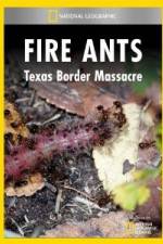 Watch National Geographic Fire Ants: Texas Border Massacre Vidbull