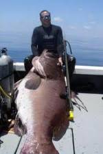 Watch National Geographic: Monster Fish - Nile Giant Vidbull