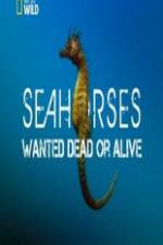 Watch National Geographic - Wild Seahorses Wanted Dead Or Alive Vidbull