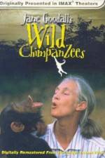 Watch Jane Goodall's Wild Chimpanzees Vidbull