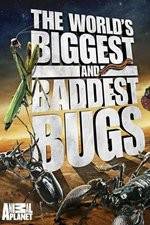 Watch Worlds Biggest and Baddest Bugs Vidbull