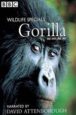 Watch Gorilla Revisited with David Attenborough Vidbull