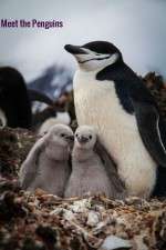 Watch Meet the Penguins Vidbull