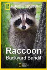 Watch Raccoon: Backyard Bandit Vidbull