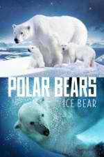 Watch Polar Bears Ice Bear Vidbull