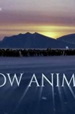 Watch Snow Animals Vidbull