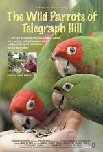 Watch The Wild Parrots of Telegraph Hill Vidbull
