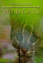 Watch Thailand's Wild Cats Vidbull